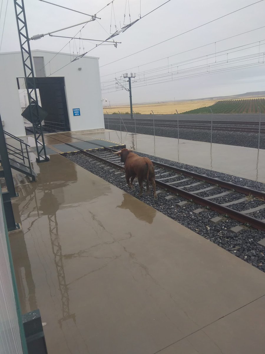 Se habla mucho del Talgo Avril, pero poco se habla del Toro de ancho variable 🐂