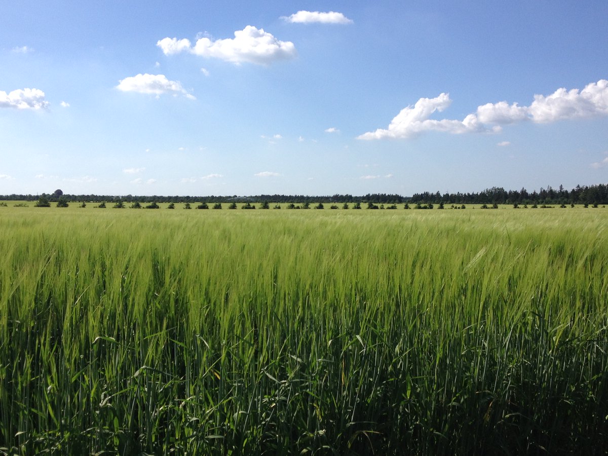 I´m so excited that <a href="/VILLUMFONDEN/">Villum Fonden</a> has funded our project on exploring the use of natural gamma radiation to measure the evaporation of rain captured by the crops at agricultural fields. #VillumExperiment #hydrology #GEUS