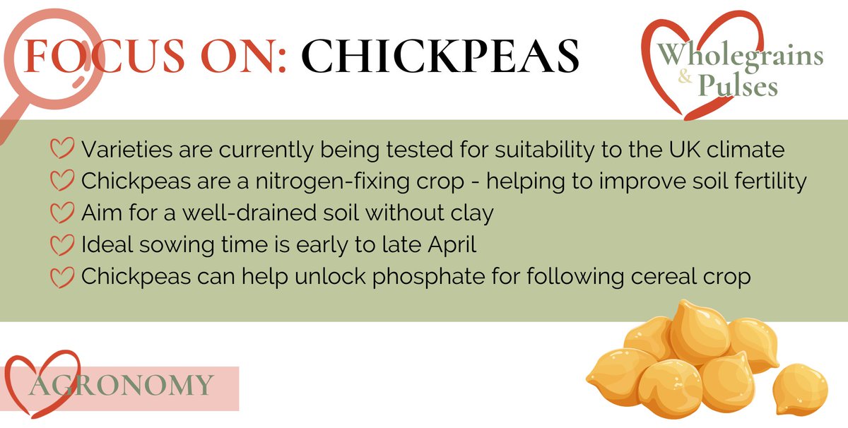 _LoveWGP's tweet photo. All about #chickpeas

Chickpeas have not been commonly grown in the UK in the past, however in recent years with increased interest, varieties are now being tested for suitability to our maritime climate.

See our growers guide at https://t.co/eWAWuDASUk for hints and tips. https://t.co/Bb94kRGR1T