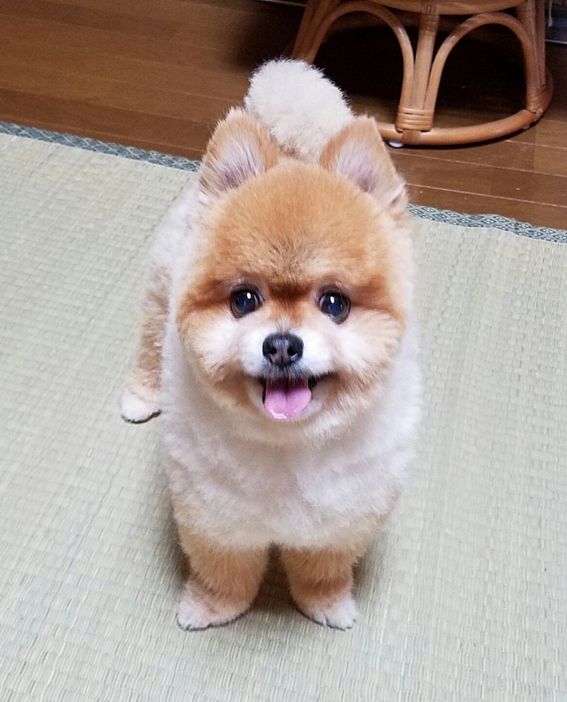 ポメラニアン柴カット Twitter Search Twitter