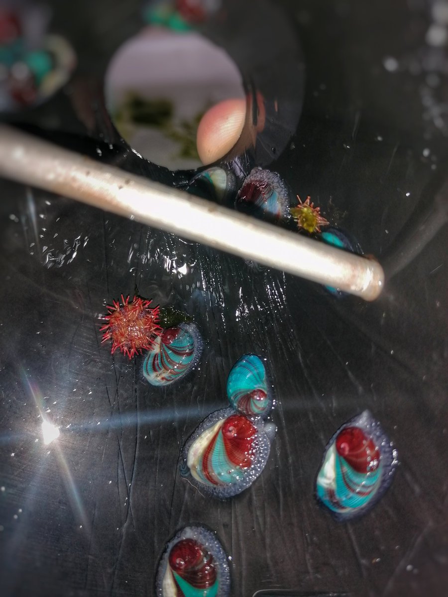 MarkDCyrus's tweet photo. Co-cultured friends, juvinile sea urchins T.gratilla and abalone H.midae . Still can't get over these shell colours! @marisbrinkhull @ASTRAL_H2020 @afrimaqua #IMTA #aquaculture https://t.co/BxjtFyZ1Jp