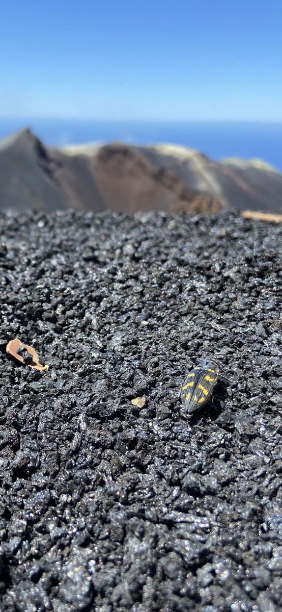 Whilst on my hike to see the #tajogaite #volcano I spotted a canarian pine beetle at the view point within the #tephra
This type of beetle has even recently been spotted by scientists in the crater of the new volcano itself!
@GeoTenerife @VolcanoStories #SciComm #cumbrevieja