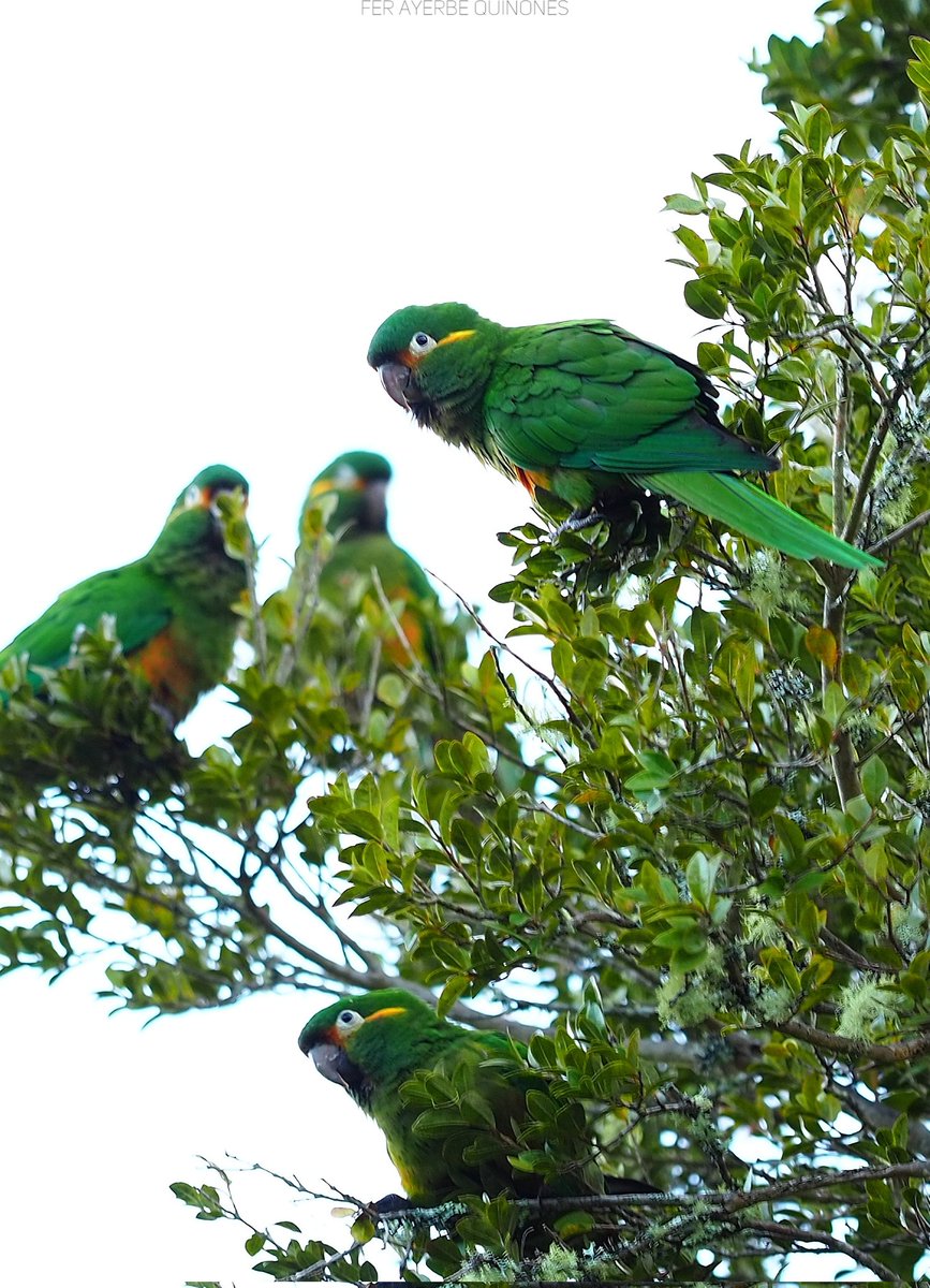 ferayqui's tweet photo. En Colombia se han registrado hasta el momento 57 especie de loros, 11 de ellas amenazadas de extinción y 5 endémicas del país.
#AvifaunaColombiana https://t.co/GuUAfN5zQp