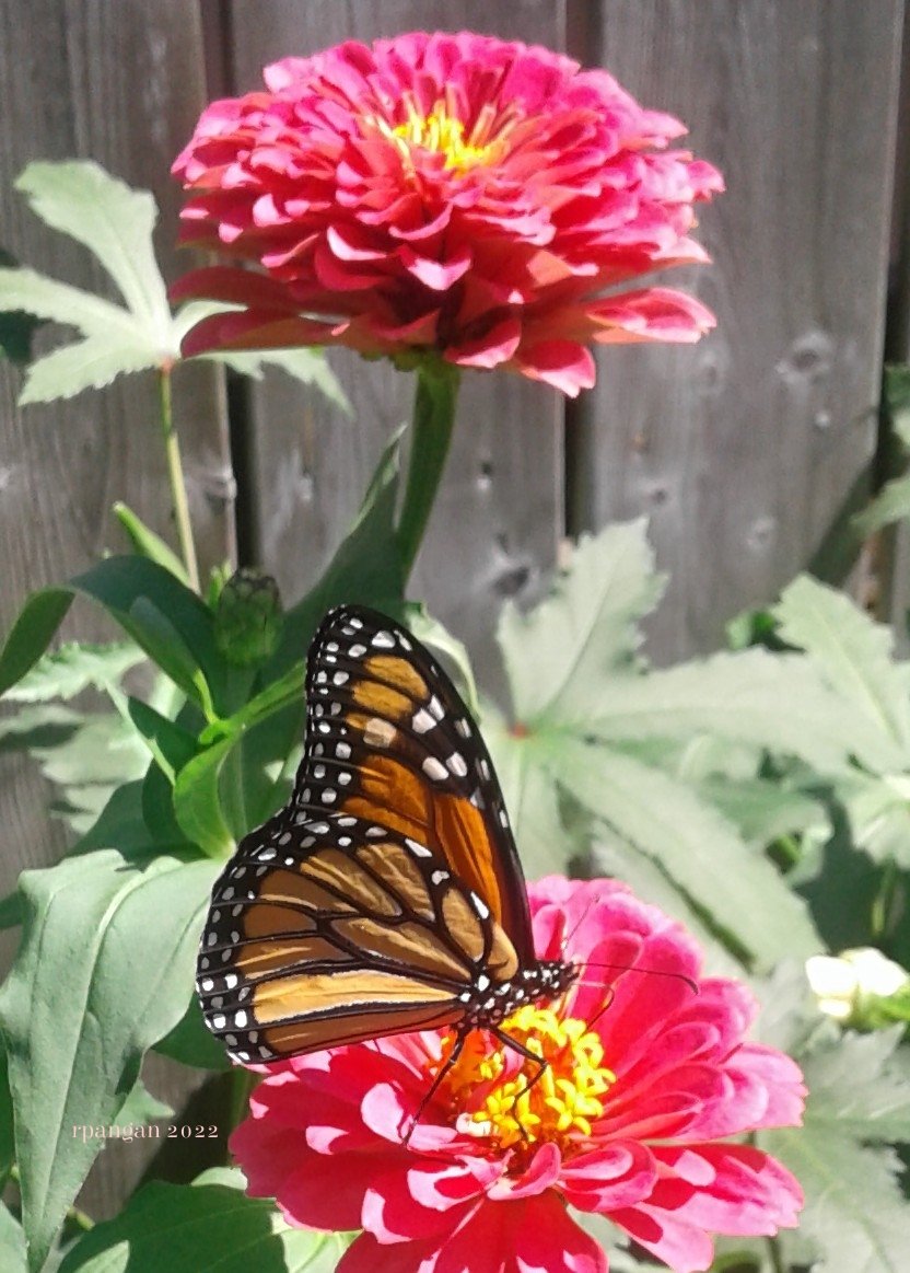 First sighting of a monarch #butterfly in my garden this season with the #zinnias. Quite late compared to previous years, but its a big relief to finally see one.🦋❤🦋 #InsectThursday  #pollinators #savethebutterflies #monarchbutterflies
