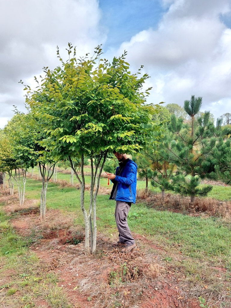 NewWoodTrees's tweet photo. Tagging Carpinus betulus for customers at the moment as loads of orders coming in for the upcoming lifting season which starts in November. Get your inquiries in!! #ukgrown #fieldgrown #treenursery #gardendesign #multistemtrees #sculptedtrees #peatfree https://t.co/7zeL8wu9Pj