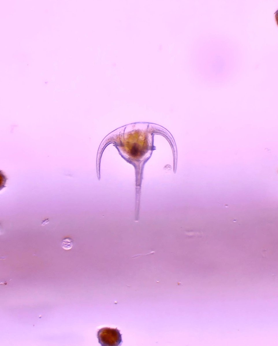 🌊Last month the Costa Rica’s MCEC became part of a NOAA outreach program called the Phytoplankton Monitoring Network (PMN), which is designed to study microscopic algae called #phytoplankton. When these microalgae grow excessively, they form #redtides or “#blooms” 📸