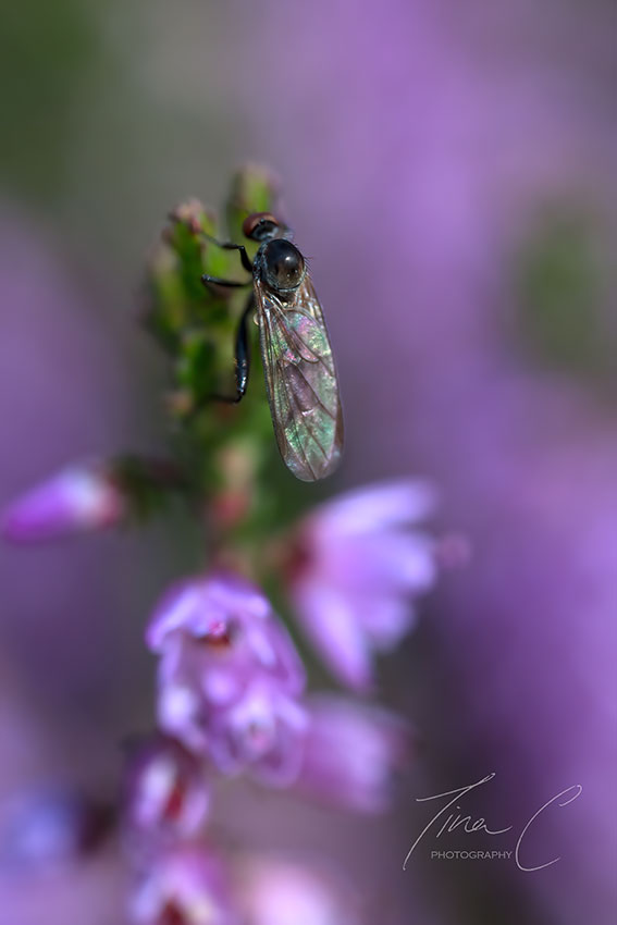 TinaClaffey's tweet photo. This tiny fly landed so briefly while I was photographing the heather. Not enough time to get the clearest shot, so I just focused on the droplet on its back, which was like a black onyx stone! @PeatlandsG @forum_wetlands @CCWPeatlands @CurrachBooks https://t.co/FhMBa2UXCO