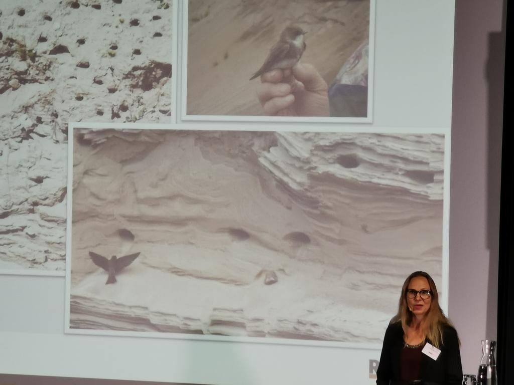 Törmäpääskyjen pesiä, avoimia paahdealueita, virtavesien kunnostusta. Siitä kaikkea on #ruduslumo.

Nyt se laajenee arvoketjujen luontovaikutusten huomioimiseen hyödyntäen #sbtn-prosessia, eli tieteeseen perustuvia luontotavoitteita. 

Lumo on jo liiketoimintaa. <a href="/RauhamakiTerhi/">Terhi Rauhamäki</a>