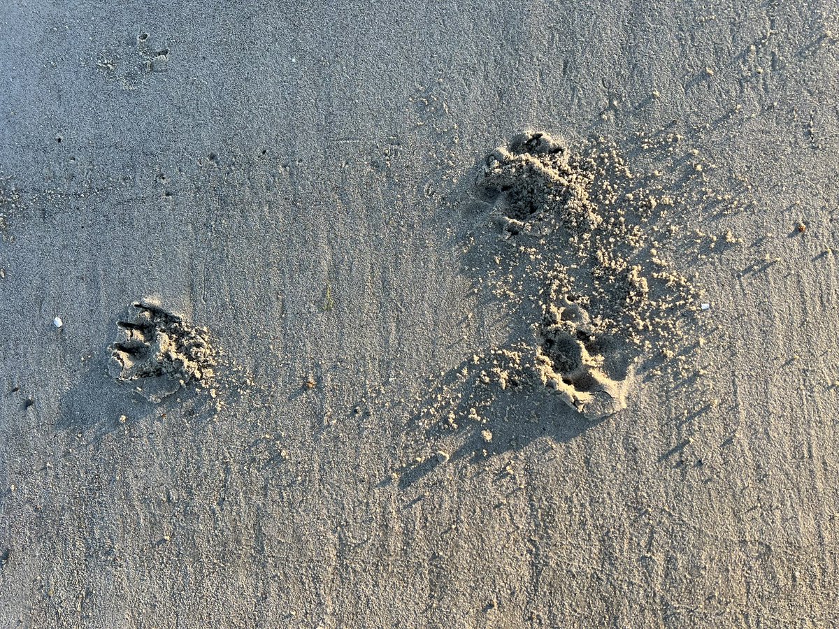 Luke Robinson, Yer Big Dog tweet media