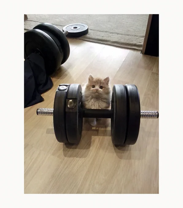 little trainer 