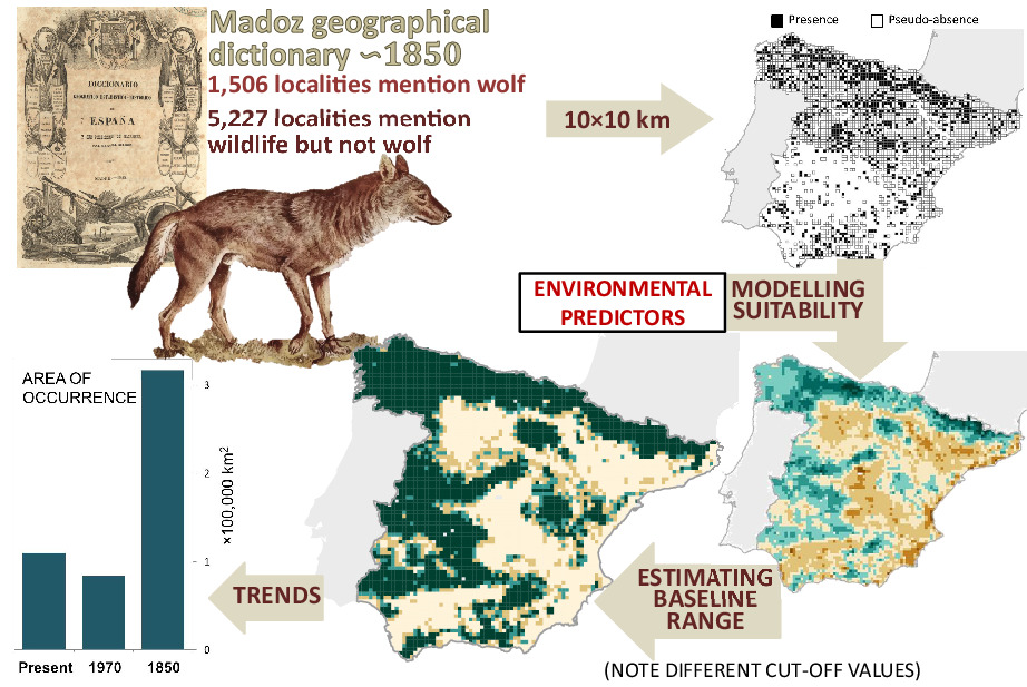 The overall concentration of wolves is much smaller than it was in the 19th century. 🐺 This @AnimalConserv paper looks at how historical information can be used to plan the recovery of the wolf species in Spain 👉 ow.ly/vt7a50KCKKY @OfficialZSL