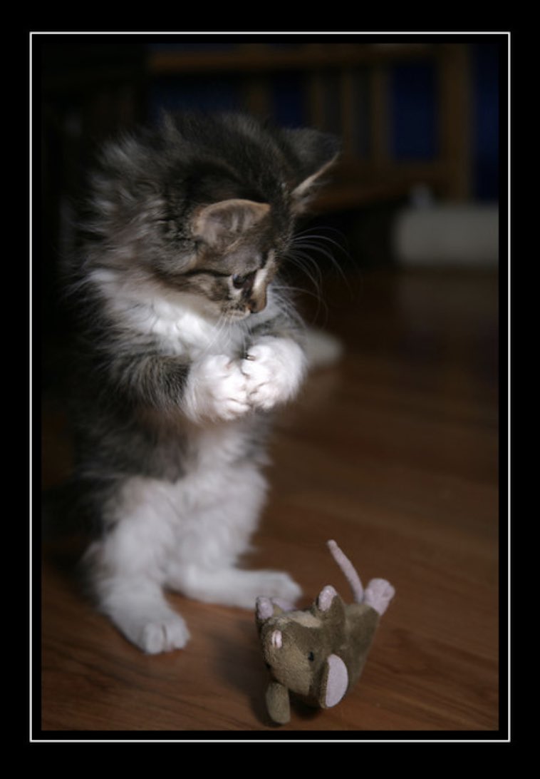 faelgaulds's tweet photo. @DailyPicTheme2 When you find your favorite mouse toy, you do a little happy #dance! One of my cute fosters from a few years back. #FoothillsAnimalShelter #DailyPictureTheme https://t.co/nTqTXYoLVx