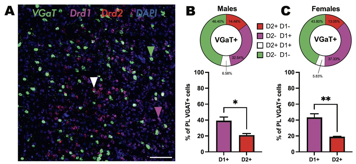 Neuropsychopharmacology (@npp_journal) on Twitter photo New in <a href="/npp_journal/">Neuropsychopharmacology</a> from Connor McNulty, <a href="/IsabellaFallon8/">Isabella Fallon</a> and colleagues in Michael Barrata's lab: Elevated prefrontal dopamine interferes w/ the stress-buffering properties of behavioral control in female rats
nature.com/articles/s4138… New in <a href="/npp_journal/">Neuropsychopharmacology</a> from Connor McNulty, <a href="/IsabellaFallon8/">Isabella Fallon</a> and colleagues in Michael Barrata's lab: Elevated prefrontal dopamine interferes w/ the stress-buffering properties of behavioral control in female rats
nature.com/articles/s4138…