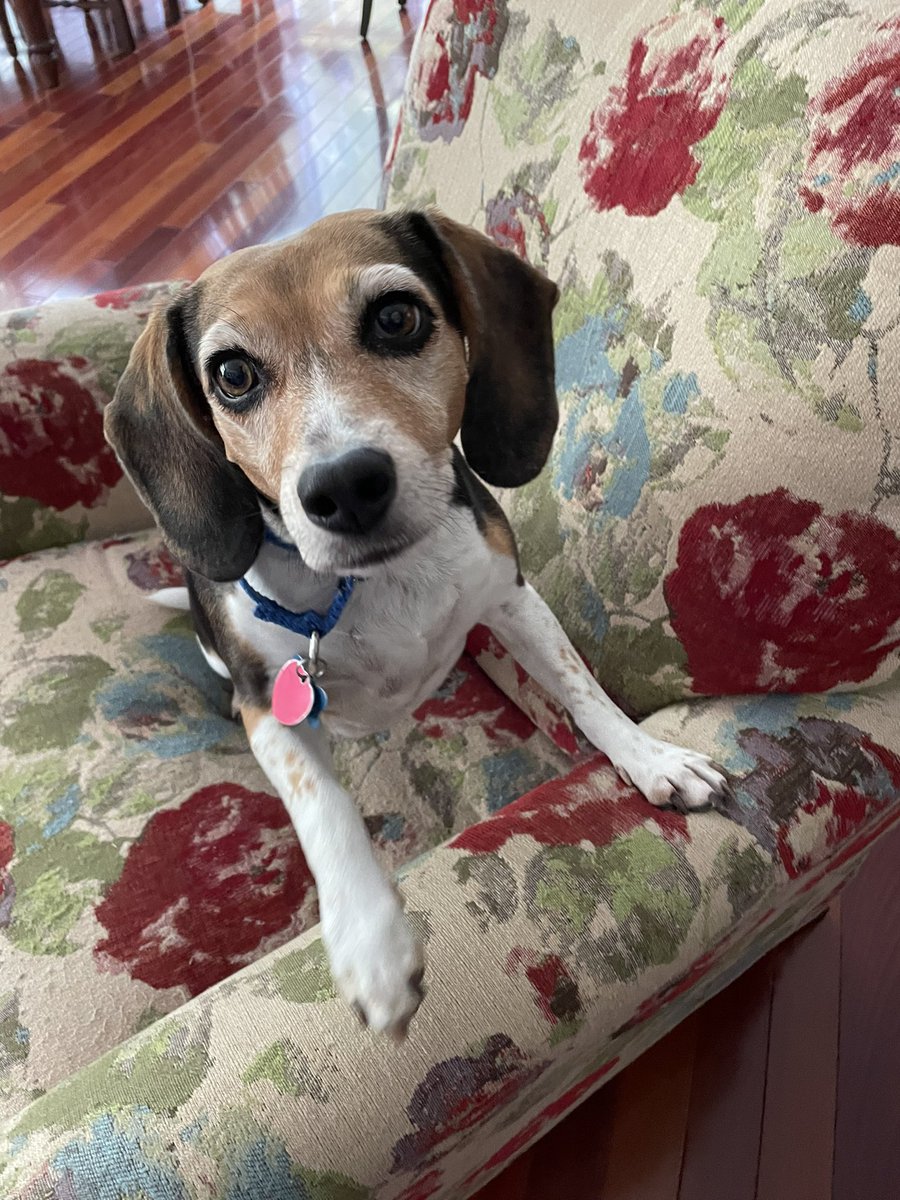 All available scientific evidence confirms that life is better with a #beagle. 🐶🥰 #beaglefacts 

📷 @capsfansince83 / Twitter