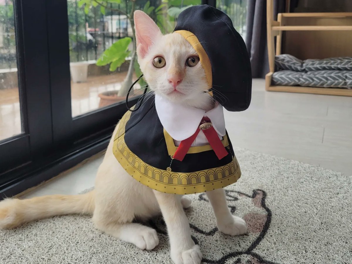 onpayongcats's tweet photo. แก๊งค์สีหวานละมุน 🎓✨
#แมว #猫 #cat #petplease #EdenAcademy #SpyxFamily https://t.co/ZuCkHZa6yj