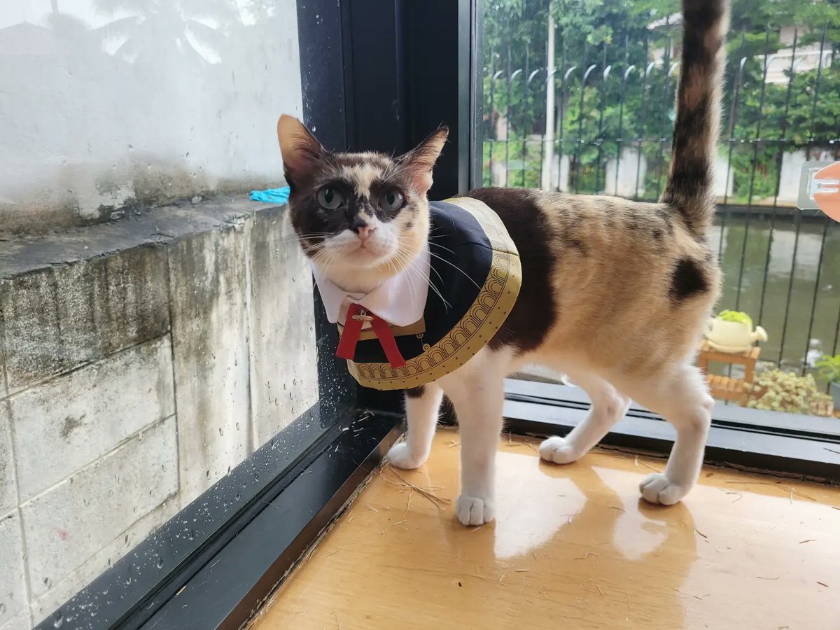 onpayongcats's tweet photo. แก๊งค์สีหวานละมุน 🎓✨
#แมว #猫 #cat #petplease #EdenAcademy #SpyxFamily https://t.co/ZuCkHZa6yj