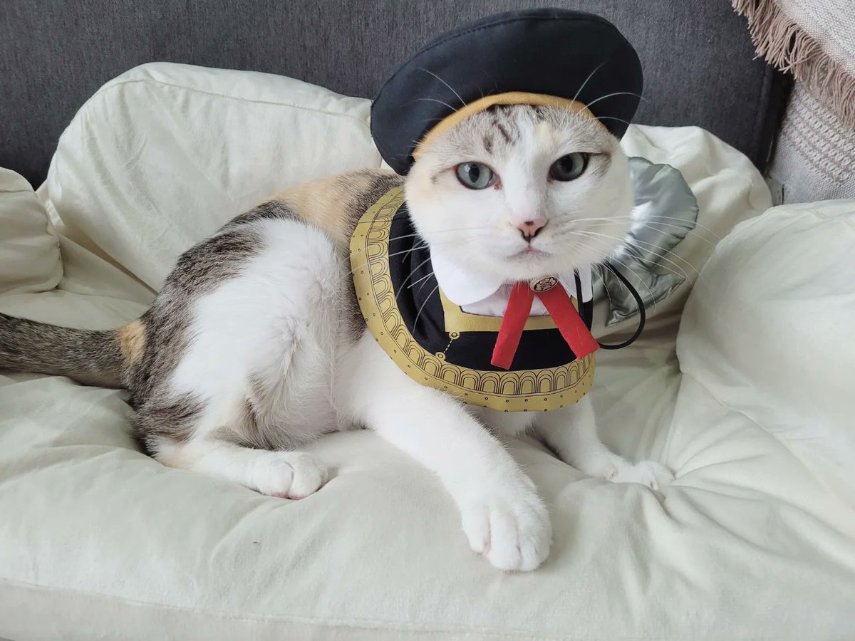 onpayongcats's tweet photo. แก๊งค์สีหวานละมุน 🎓✨
#แมว #猫 #cat #petplease #EdenAcademy #SpyxFamily https://t.co/ZuCkHZa6yj