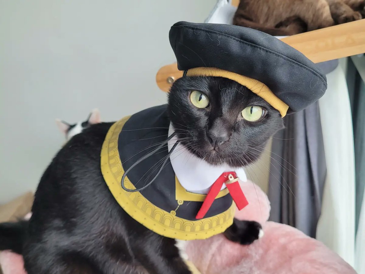onpayongcats's tweet photo. แก๊งค์เด็กโต~~
ลูกคุณหนูสุด ๆ
🛒🎓 https://t.co/534wPbF746
#แมว #猫 #cat #petplease #EdenAcademy #SpyxFamily https://t.co/7ocDZyO4RT