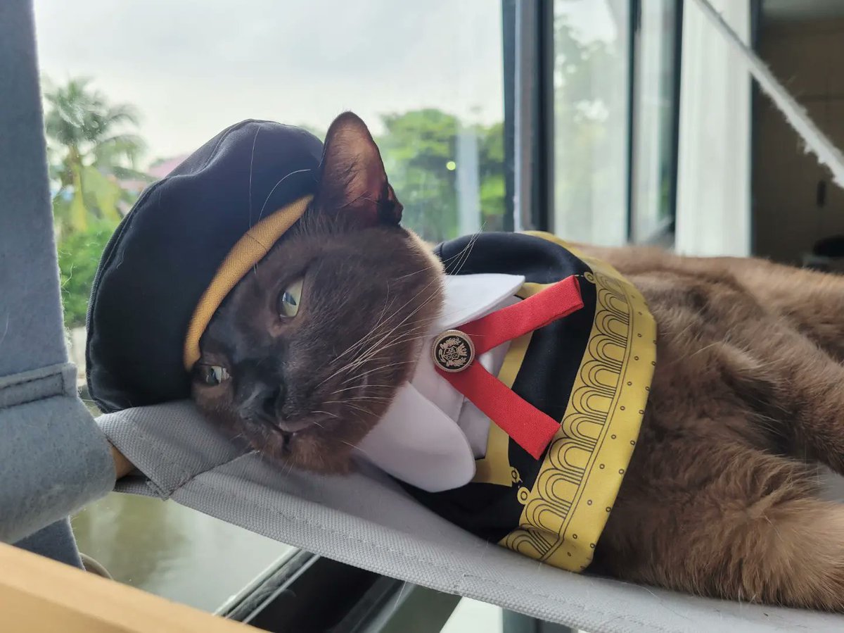 onpayongcats's tweet photo. แก๊งค์เด็กโต~~
ลูกคุณหนูสุด ๆ
🛒🎓 https://t.co/534wPbF746
#แมว #猫 #cat #petplease #EdenAcademy #SpyxFamily https://t.co/7ocDZyO4RT