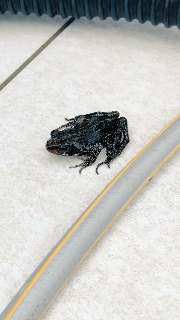 New unofficial mascot for 2022? 👀 #sussex #wildlife #hottubs #hydrohottubs #westsussex #eastsussex #brighton