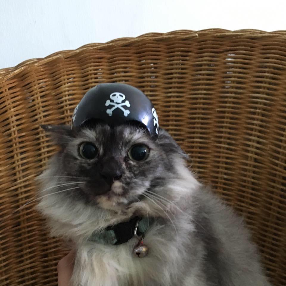 ShowYourCat's tweet photo. https://t.co/zFgxgcl0nV