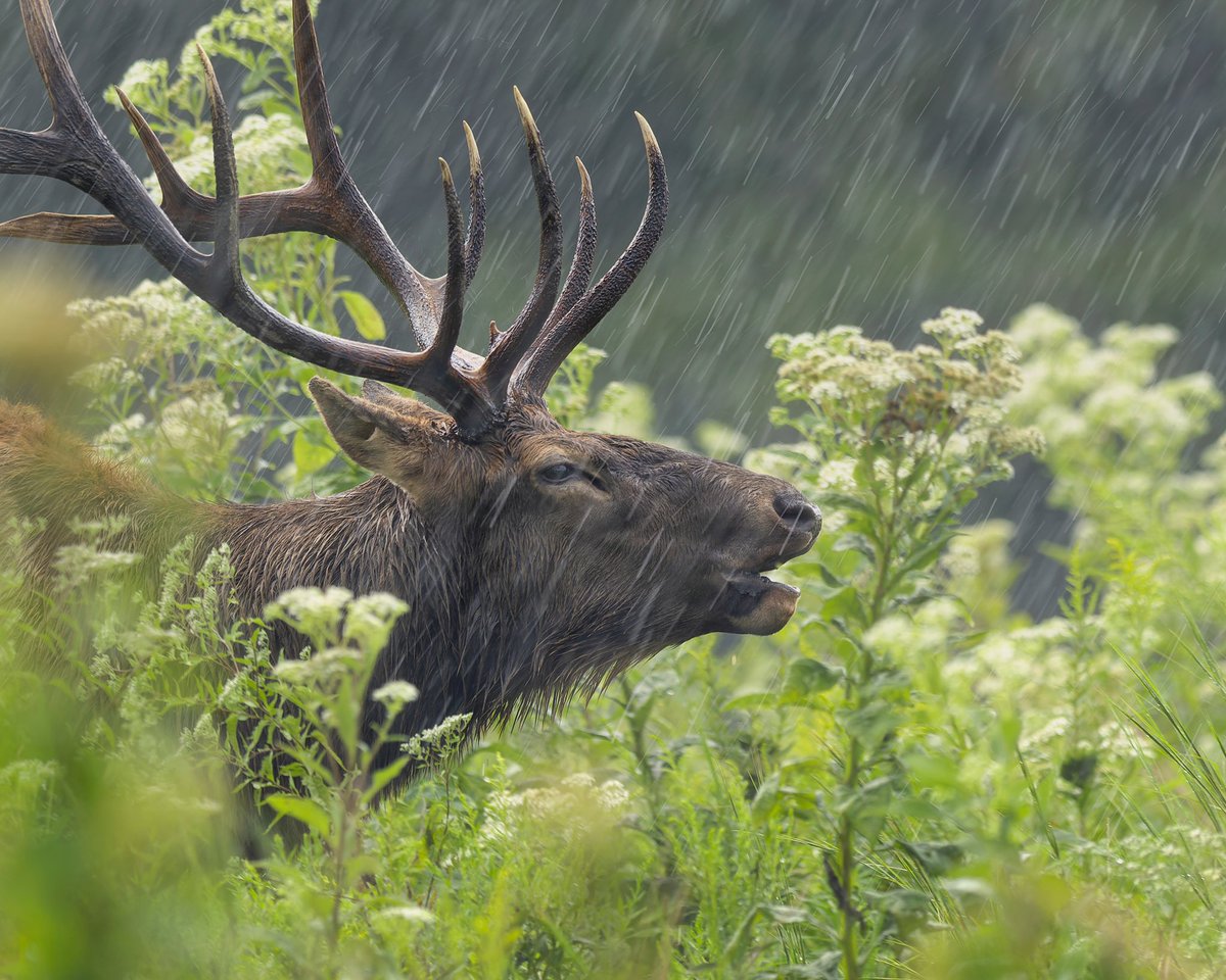 Primal

#photo #photography #photooftheday
#photographylovers #beautiful
#picoftheday #canon #travel
#optoutside #animal #animals
#canonfavoic #rain #texture
#atmosphere #atmospheric #weather
#elk #bugle #elkbugle
#elkandbisonprairie #nature
#naturephotography #naturelovers