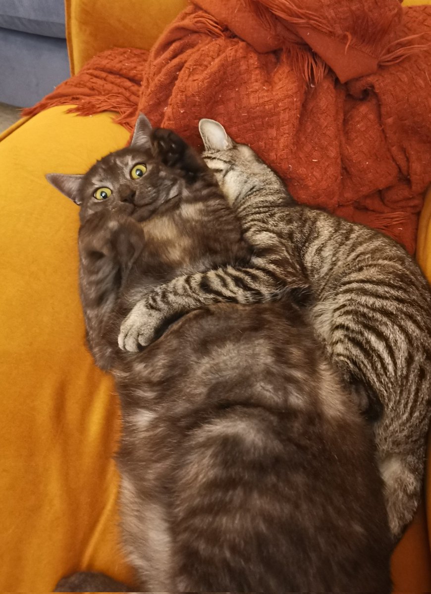 Possibly the best ever picture of my cats, haven't stopped laughing