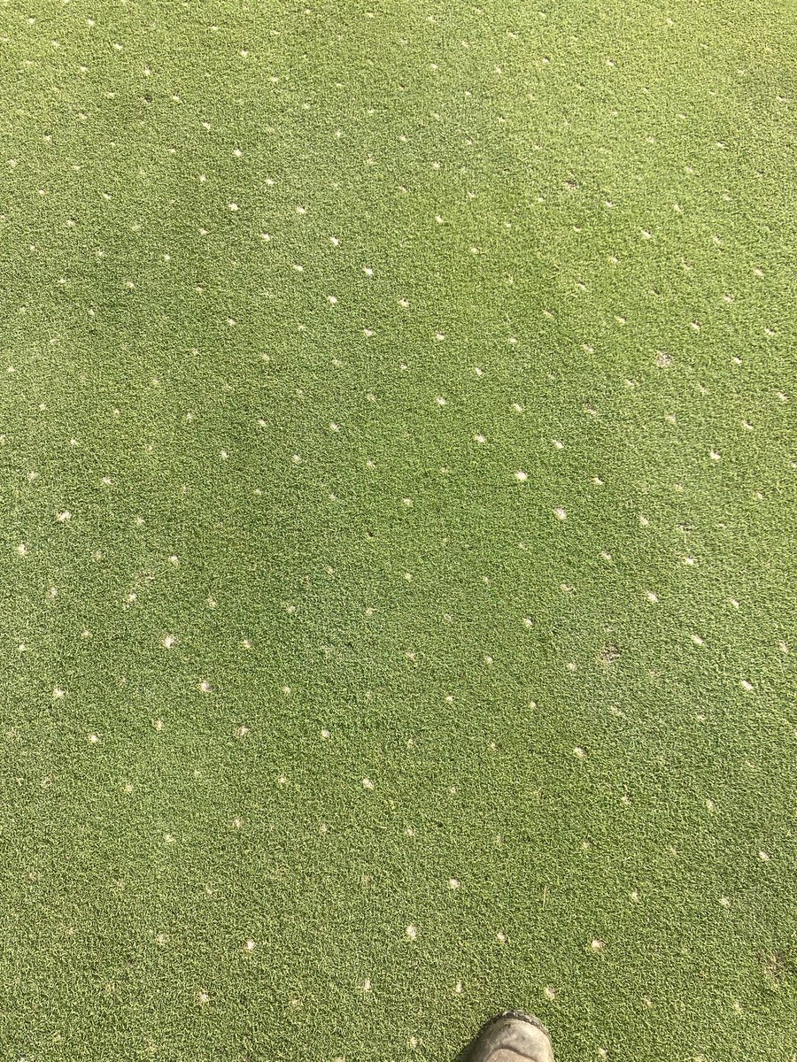 Tanasi Golf tweet media