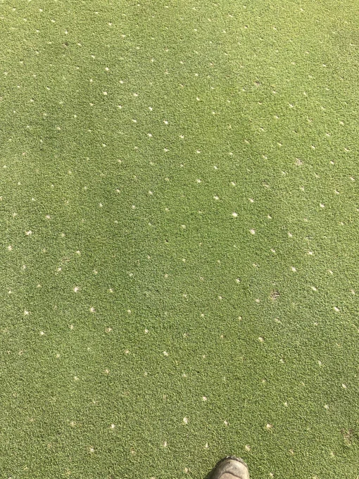 Image from Tanasi Golf (@Tanasigolf)