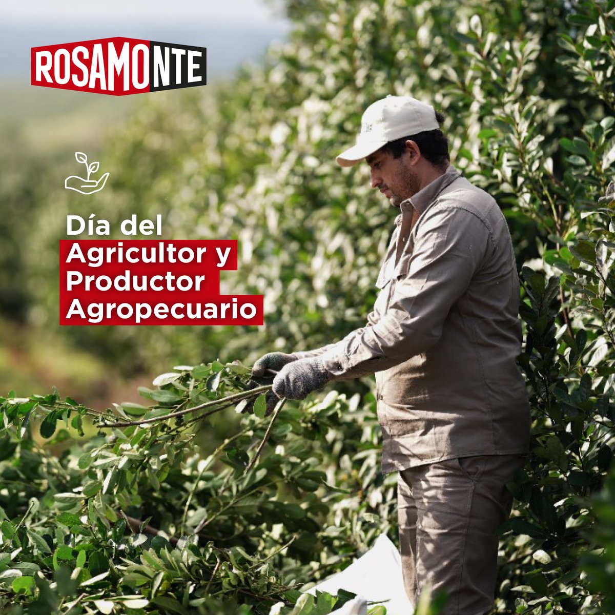 Rosamonte tweet media