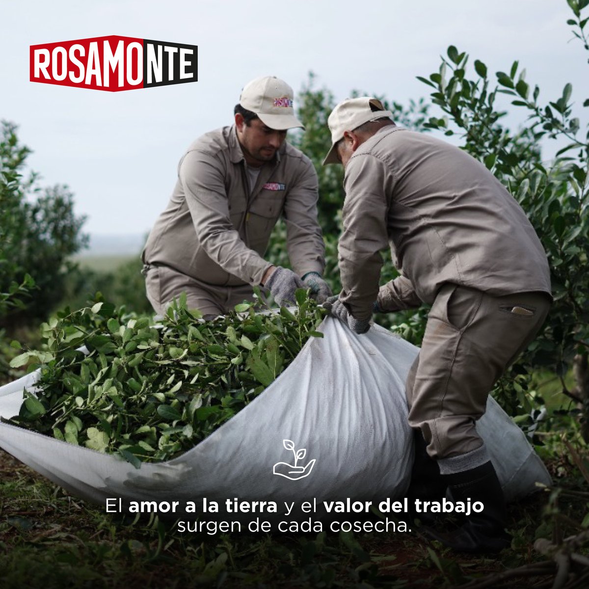 Rosamonte tweet media