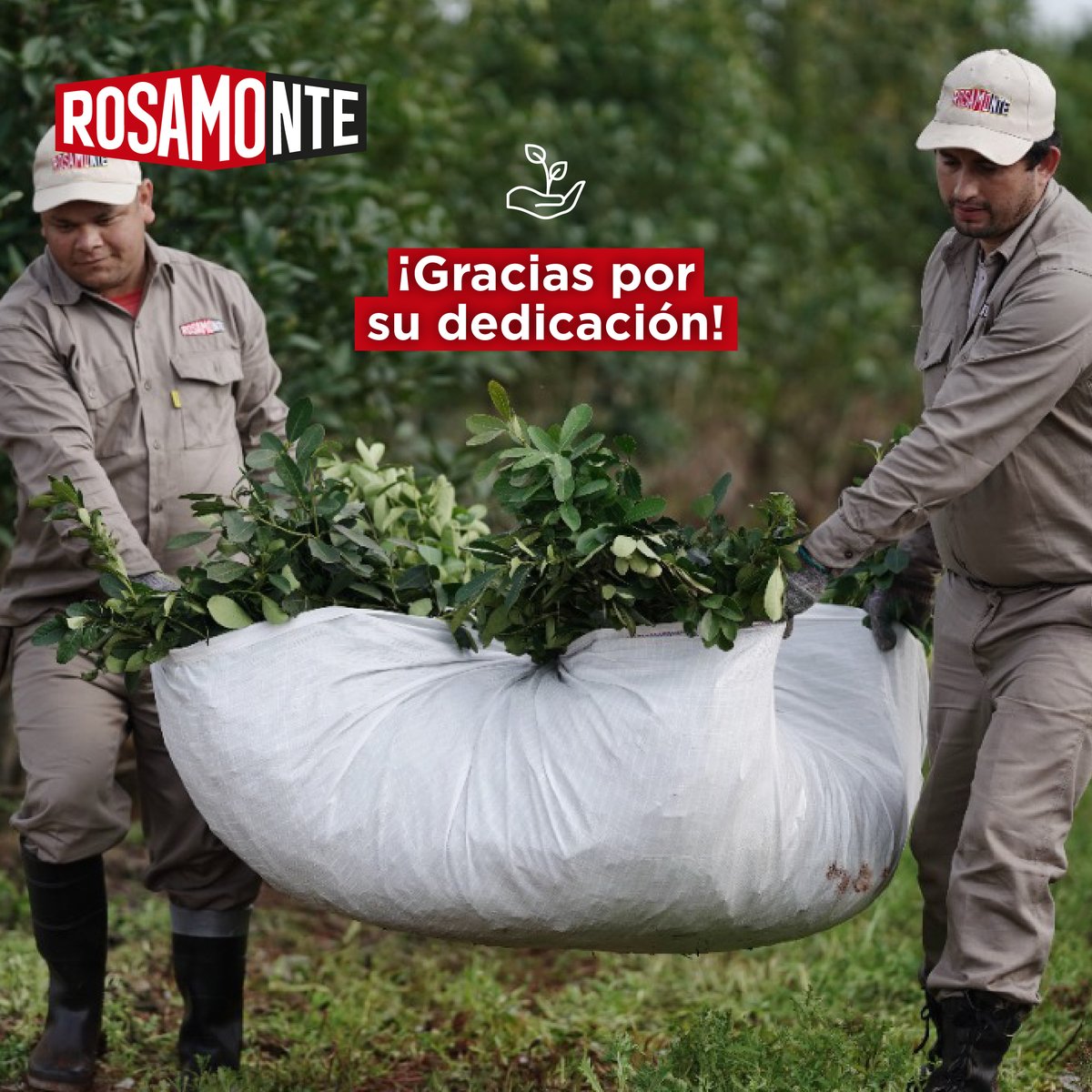 Rosamonte tweet media