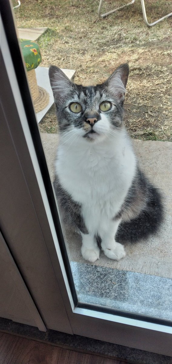 Jurídico Dance Gavin Dance 🏳️‍🌈🇵🇸 tweet media