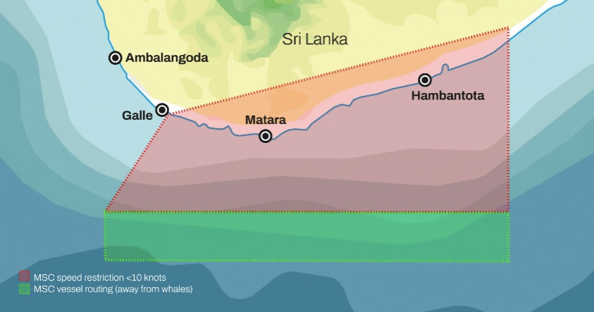 OceanSoulsFilms's tweet photo. #Newsalert We have been working for months to trigger major changes to the busy &amp; complex #shipping routes to avoid #collision with #whales. MSC Shipping today announced a re-routing to stay away from #endangered blue whales off the coast of Sri Lanka. #madeithappen #oceans https://t.co/PaMrUwodgY