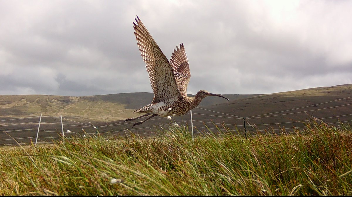 What sort of season did our breeding curlew have this year? Curious and want to know? Here's the story: Ysbyty Ifan & Hiraethog - curlew breeding season 2022 - Curlew LIFE curlewlife.org/2022/09/ysbyty…