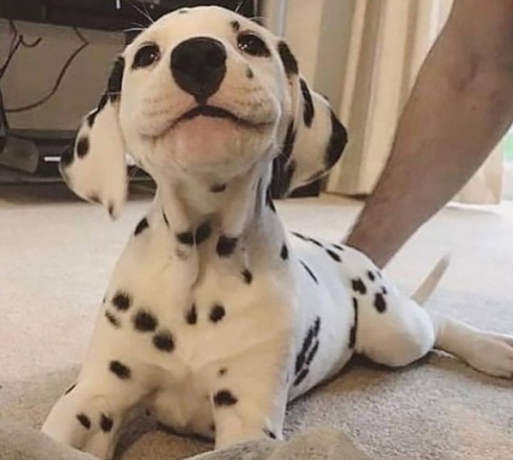 puppiesDoglover's tweet photo. What a cutie❣️ https://t.co/RVziXXx533