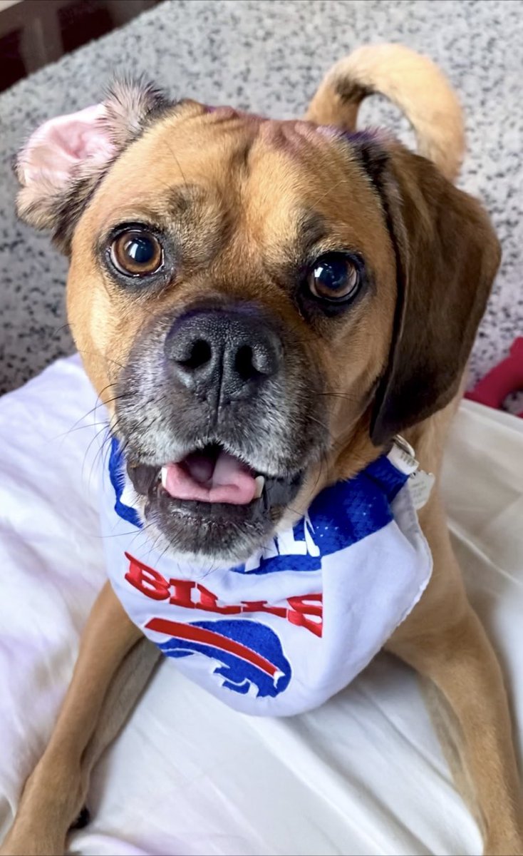 Cpl. Davinci leonardo tweet media