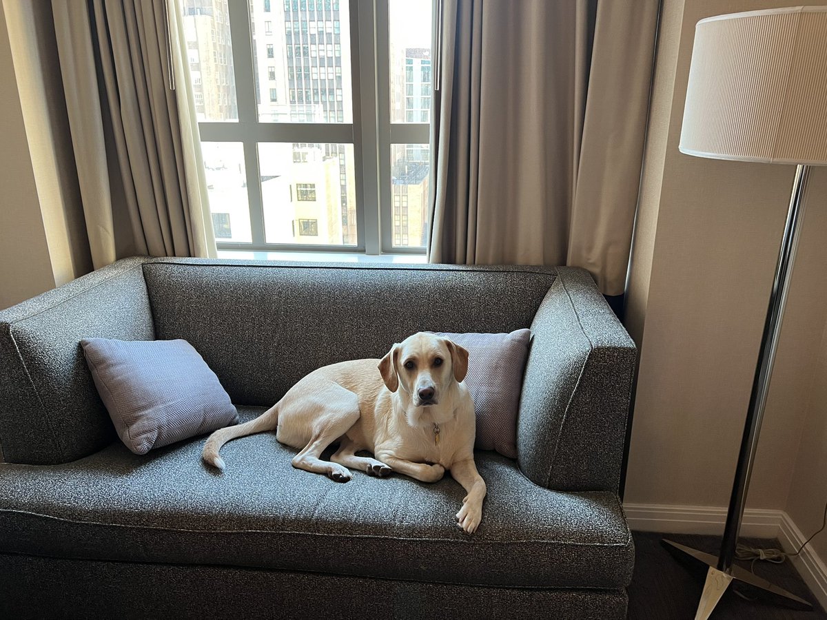 amseid315's tweet photo. @Kimpton Truvy’s first hotel experience ever- at the Kimpton Palomar in Philadelphia. She (and we) love it! https://t.co/0b95mkf0gG