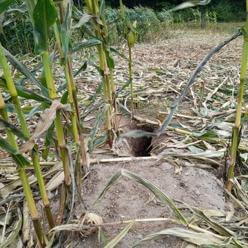 FrancAller_info's tweet photo. Les dégâts agricoles imputés au #blaireau sont-ils un faux-semblant prétexté par les #chasseurs ? Accuse-t-on le "petit ours des bois" là où le #sanglier serait le vrai coupable ?
On regarde ? Sur le terrain ? 
Et on apprend à les distinguer ? ☝️
[thread] 
#ChassePartage 
1/12 https://t.co/eQ3EaaiDs8