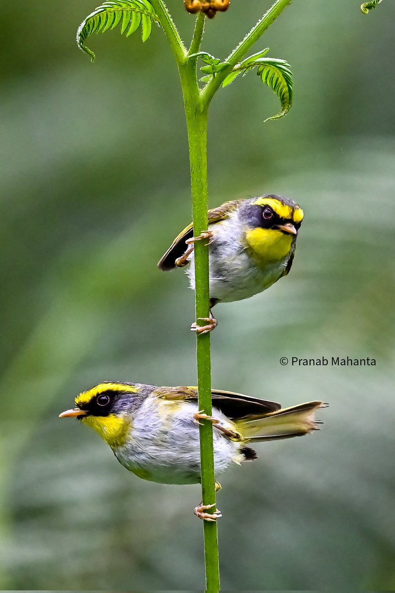 The black-faced warbler is a species of bush warbler. It was formerly included in the 'Old World warbler' assemblage #IndiAves #BBCWildlifePOTD #birdwatching #ThePhotoHour #BirdsSeenIn2022 #NaturePhotography #birds #bird @NatureattheBest @WildlifeMag @NatureIn_Focus @SonyBBCEarth