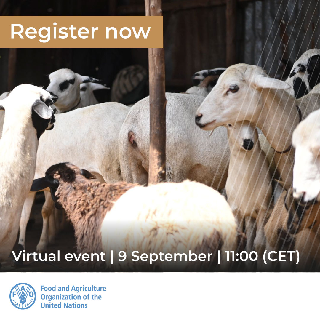 .<a href="/FAO/">Food and Agriculture Organization</a> is proud to start &amp; invite you to its first Stakeholder Series for #PestedesPetitsRuminants (PPR)! 
Join our first-ever session where colleagues from <a href="/ILRI/">ILRI.org</a> will be presenting the latest information on PPR research for development

📝bit.ly/3QtNI0b
🗓️9 Sept
⏰11 CET