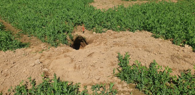 FrancAller_info's tweet photo. Les dégâts agricoles imputés au #blaireau sont-ils un faux-semblant prétexté par les #chasseurs ? Accuse-t-on le "petit ours des bois" là où le #sanglier serait le vrai coupable ?
On regarde ? Sur le terrain ? 
Et on apprend à les distinguer ? ☝️
[thread] 
#ChassePartage 
1/12 https://t.co/eQ3EaaiDs8