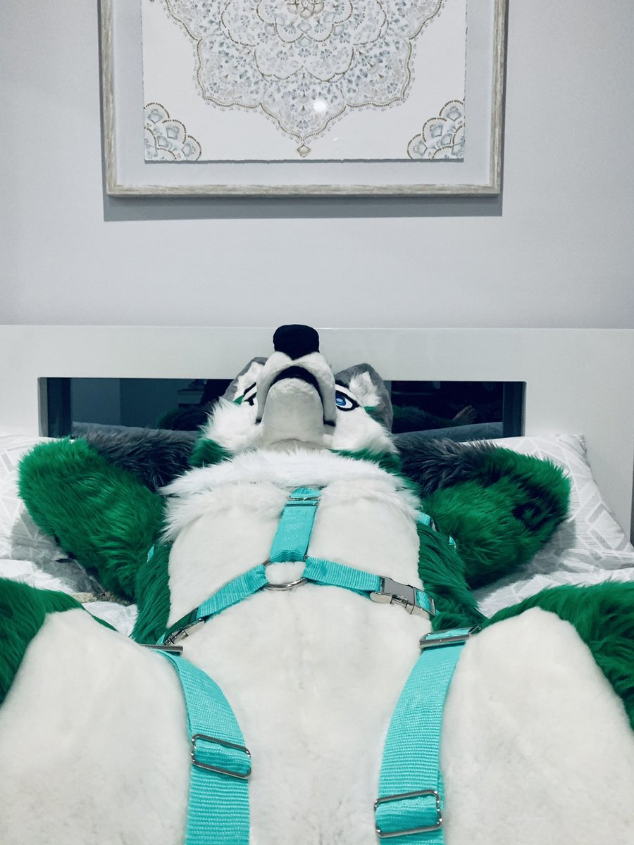 Torani_Wolf's tweet photo. Have a big fluffy pillow to lay on top of~💜 https://t.co/jvQrUFqbQK