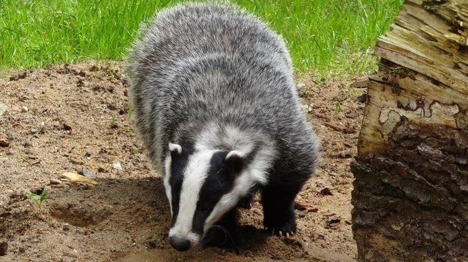 FrancAller_info's tweet photo. Les dégâts agricoles imputés au #blaireau sont-ils un faux-semblant prétexté par les #chasseurs ? Accuse-t-on le "petit ours des bois" là où le #sanglier serait le vrai coupable ?
On regarde ? Sur le terrain ? 
Et on apprend à les distinguer ? ☝️
[thread] 
#ChassePartage 
1/12 https://t.co/eQ3EaaiDs8