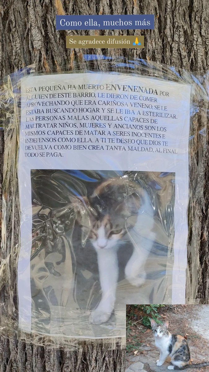 violetabago's tweet photo. NO al maltrato de los gatos callejeros 😿 https://t.co/LBDUzRs57T