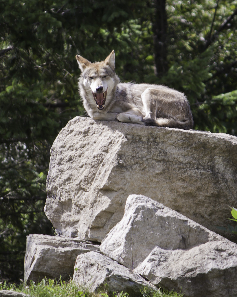 Hourly Wolves tweet media