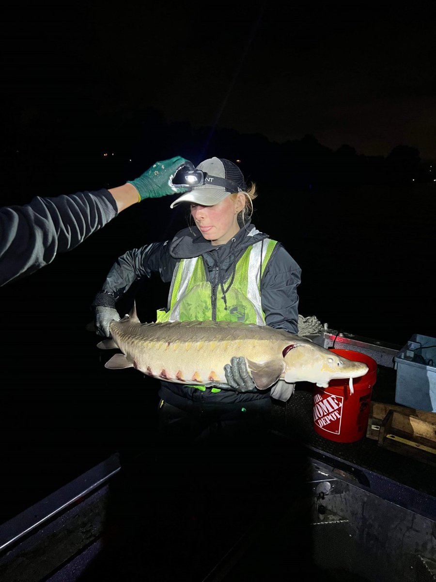 Drew_Lab's tweet photo. Look how badass my student @HannahA91441140 is (fish captured and handled with all appropriate permits) https://t.co/fgZsy72oGC