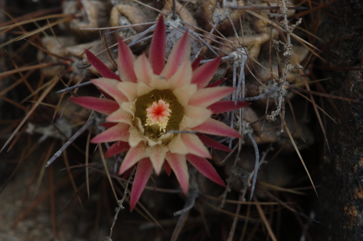 Chester Zoo Science tweet media