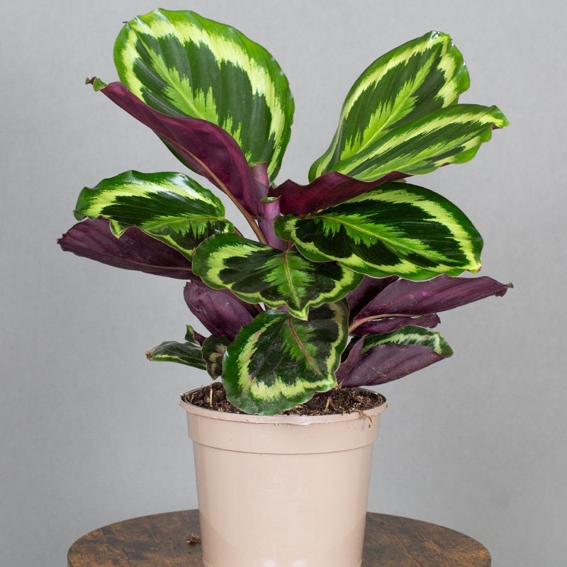 Tropical Plants UK tweet media