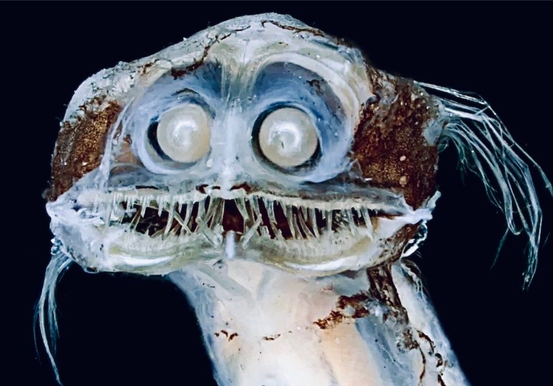 DonLeify's tweet image. Buckingham Palace assure everyone the queen's health is in a stable condition and there is no cause for alarm